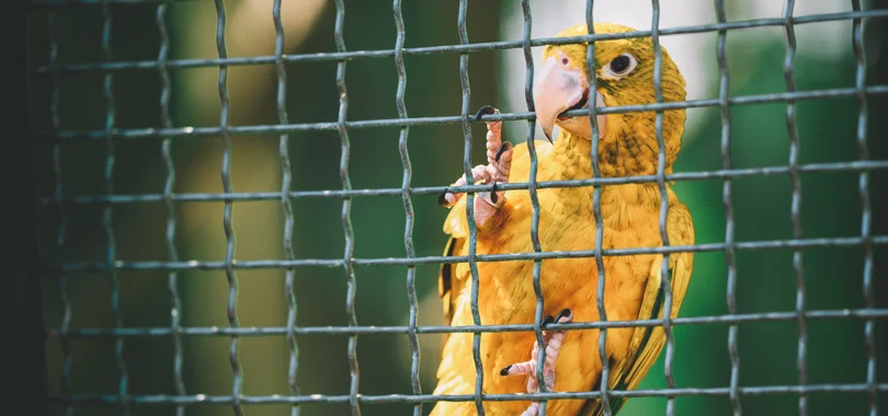 Anti Bird Nets in Bangalore