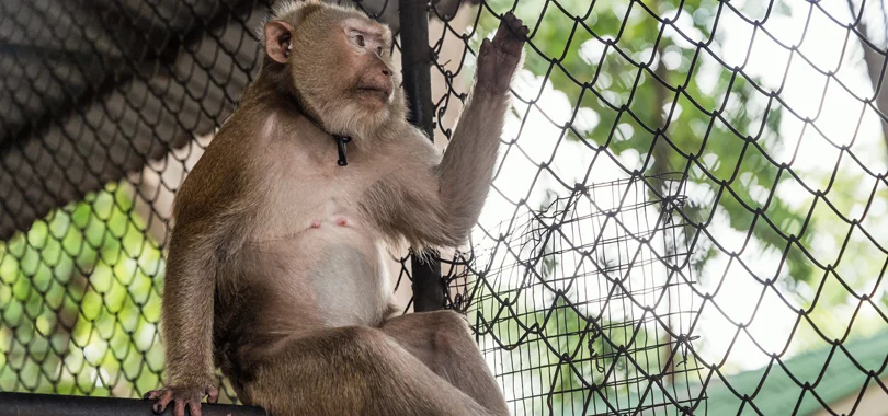 Monkey Safety Nets in Bangalore